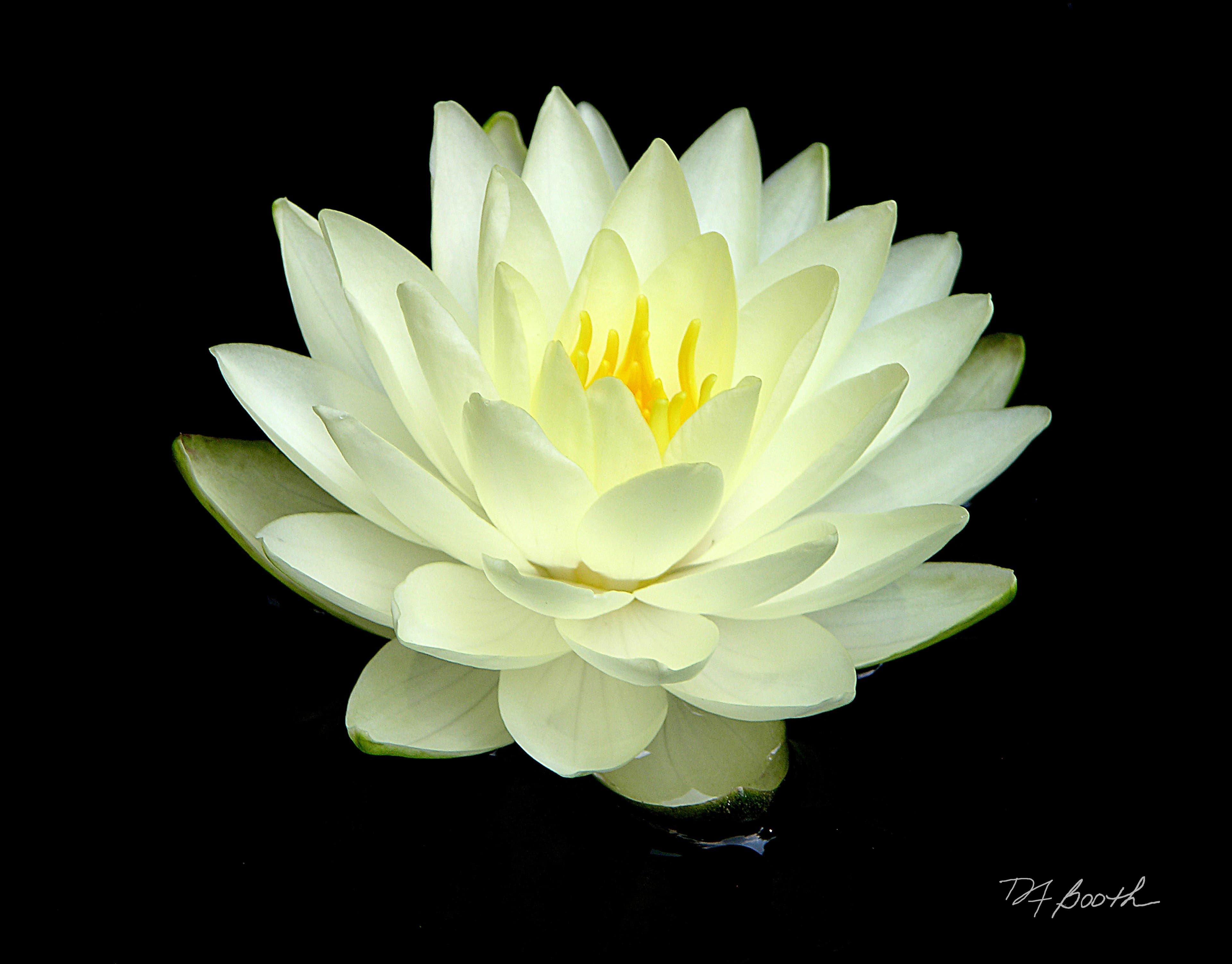Waterlily